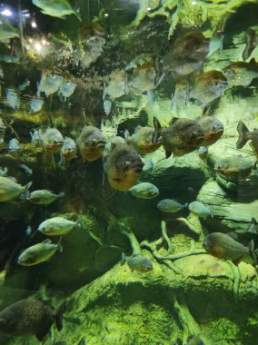 Büyük cam bir akvaryumda balık.