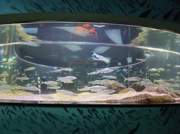 Peixe em um grande aquário de vidro — Fotografia de Stock