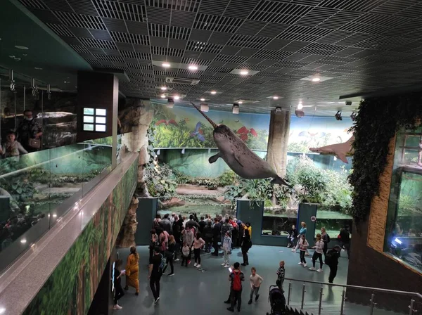 Büyük cam bir akvaryumda balık.