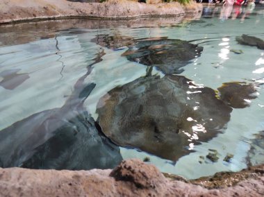 Büyük cam bir akvaryumda balık.