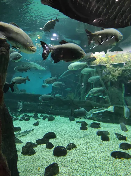Peixe em um grande aquário de vidro — Fotografia de Stock