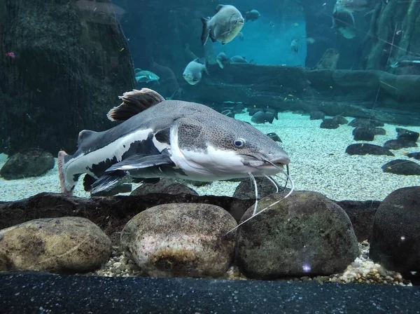 Peixe em um grande aquário de vidro — Fotografia de Stock