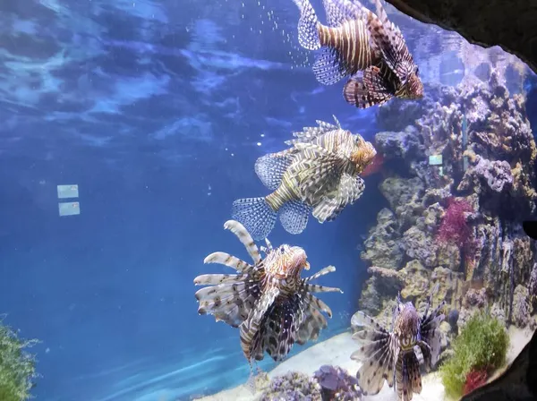 Vissen in een groot glazen aquarium — Stockfoto