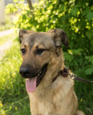 Tasmalı evsiz büyük köpek.