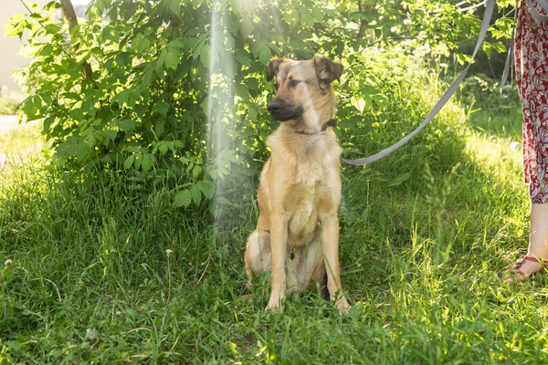 Homeless big dog on a leash Стоковое Фото