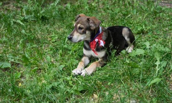 Perro tricolor con un lazo en verano al aire libre — Foto de Stock