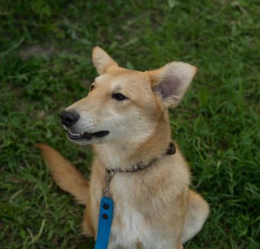 Yazın açık havada tasmalı kırmızı köpek.