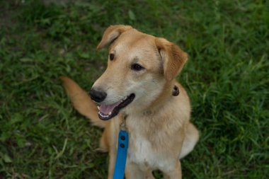 Yazın açık havada tasmalı kırmızı köpek.