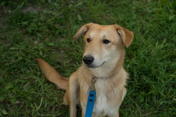 Yazın açık havada tasmalı kırmızı köpek.
