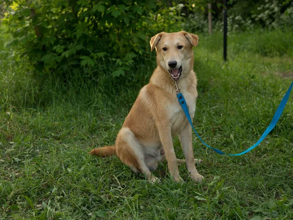 Yazın açık havada tasmalı kırmızı köpek.