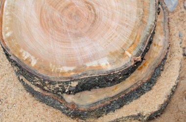 Ağaç kes. Dilimle. Tahta levha. Gövdenin ağaç halkaları.