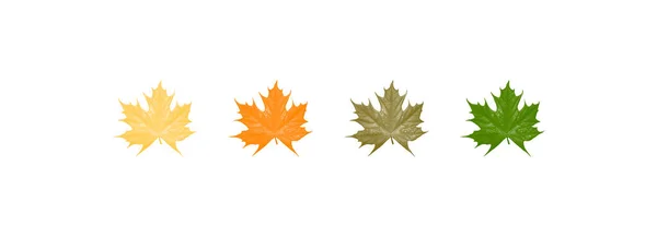 Листья Осень Желтая Красочные Цвета Белом Фоне — стоковое фото