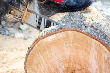 Elektrikli testere odunu keser. Kütük büyük. Testere kesiği ahşap..