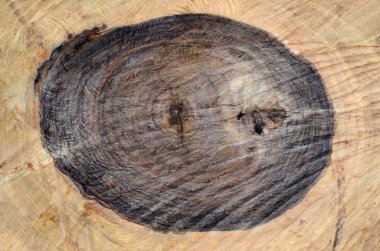 Tahta kalas. Ağaç kes. Bir ağaç gövdesinin çekirdeği. Kestik, kestik. Kabuk dokusu