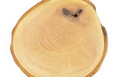 Kes, kes, kes, tahta kesim. Büyüme halkaları olan ahşap bir daire. Tahta testere beyaz arka planda izole edilmiş. Makro atış. Yakın plan..