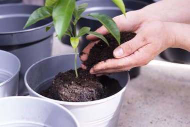 Yeşil yapraklar. Ağaç dikiyorum. Tencerede vazo. Kavanozdaki limon ağacı.