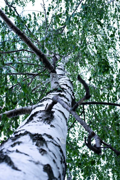 Birch bark. Birch tree, branches and leaves of the tree. Summer