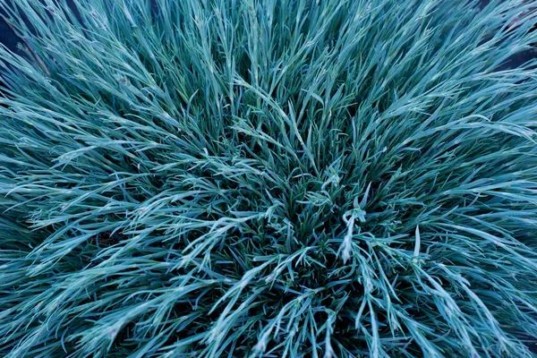 Une Plante Verte Fétuque Est Bleue Graminées — Photo