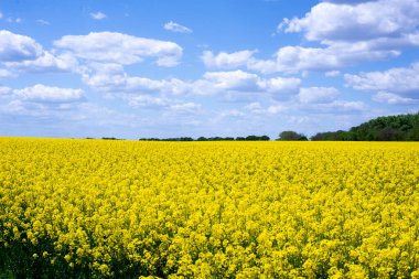 Saha. Sarı kolza tarlası. Yaz