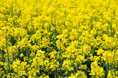 Saha. Sarı kolza tarlası. Yaz