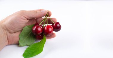 Sweet cherry. Cherry in hand. On a white background