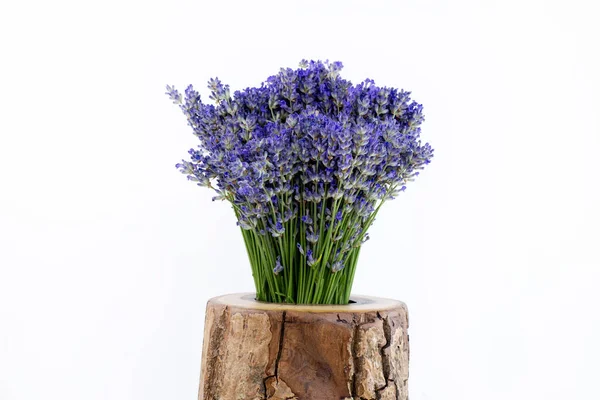 꽃병에 라벤더 고립됨 — 스톡 사진