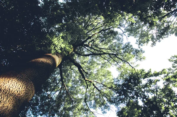 Tronco Árbol Grande Ramas Fondo Del Cielo Mañana Bosque Verano —  Fotos de Stock