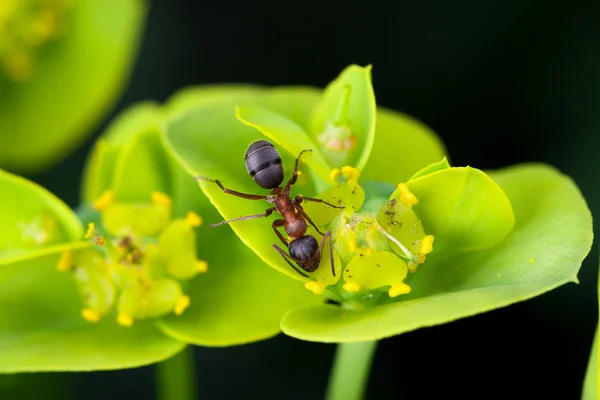 Hormiga en flor — Foto de Stock