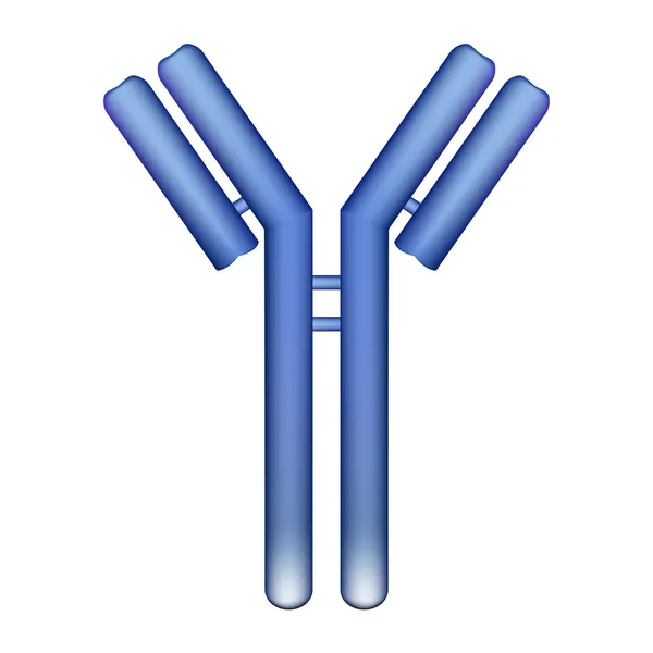 Antibody molecule — Stock Vector