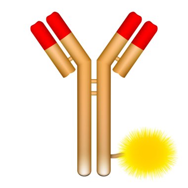 Antibody molecule conjugated with fluorophore clipart