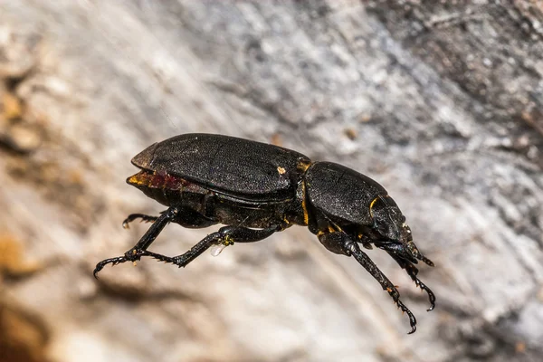 Insecto negro colgando en el aire — Foto de Stock