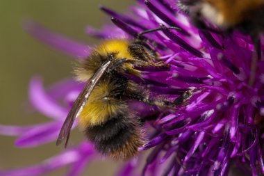 mor bir çiçek pollinating bumble bee. Makro detay