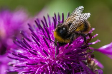 mor bir çiçek pollinating bumble bee. Makro detay
