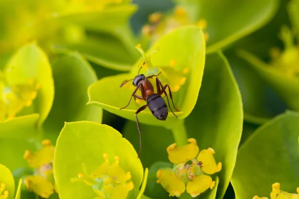 Όμορφη λεπτομέρεια μυρμήγκι περπάτημα σε λουλούδι — Φωτογραφία Αρχείου