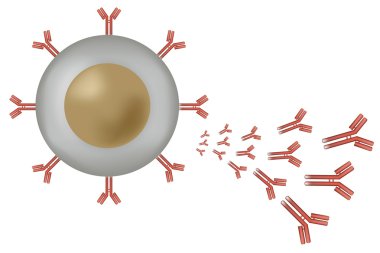 B cell lymphocyte producing antibodies clipart