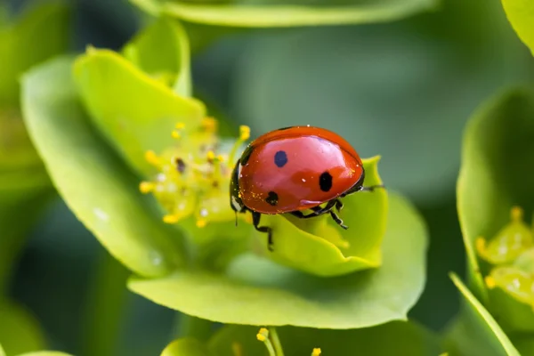 Glorious ladybug from behind detail