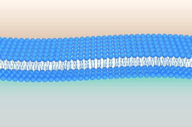 Flexible Phosholipid bilayer clipart