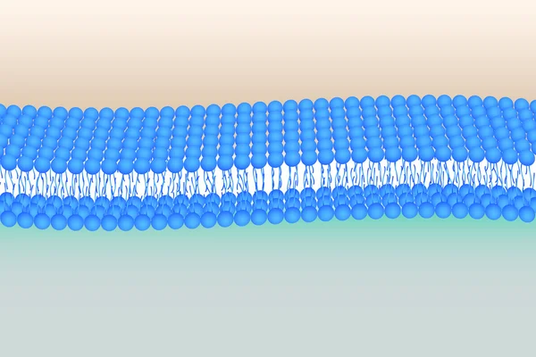 esnek phosholipid bilayer