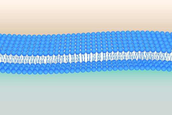 Flexible Phosholipid bilayer