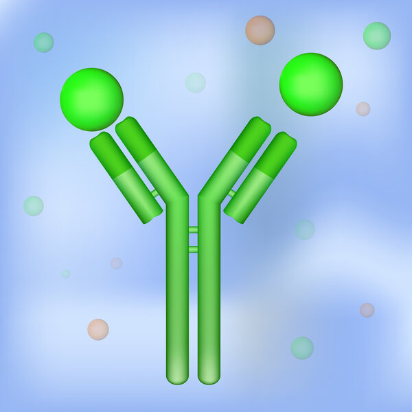 Antibody molecule floats in water and binds antigen