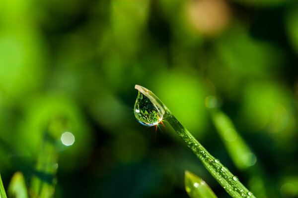 Dew drop on grass beautiful reflection