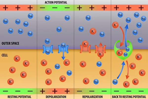 Nöron, sinir impuls aksiyon potansiyeli