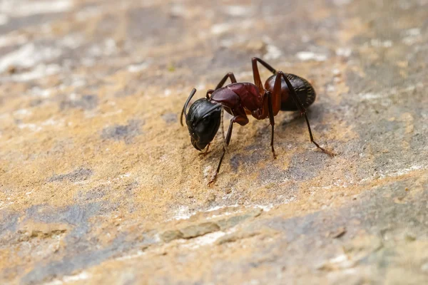 Creepy ant rests on rock