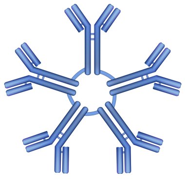 IgM antikor pentamer molekül