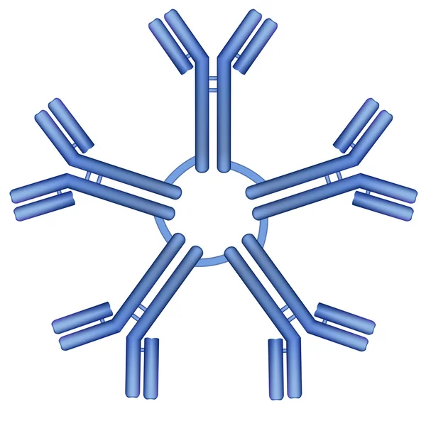 IgM antibody pentamer molecule — Stock Vector