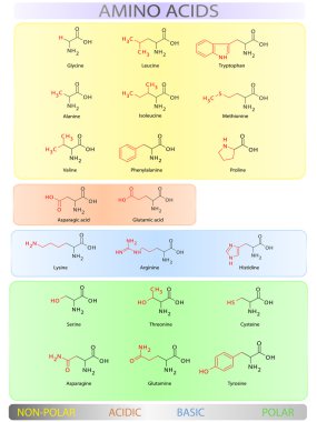 Amino acids table clipart