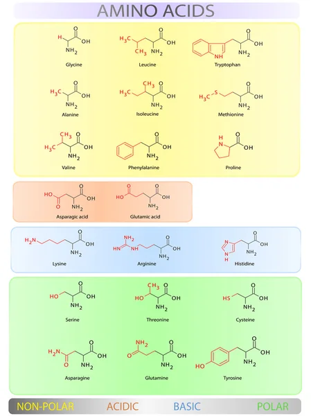 Amino acids table — Stok Vektör