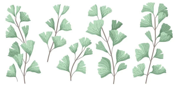 Ginkgo biloba cunoscut sub numele de frunze de ginko sau gingko — Vector de stoc