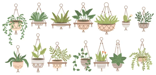 Conjunto de plantas en macetas colgantes y macetas en soportes. Selva casera — Vector de stock