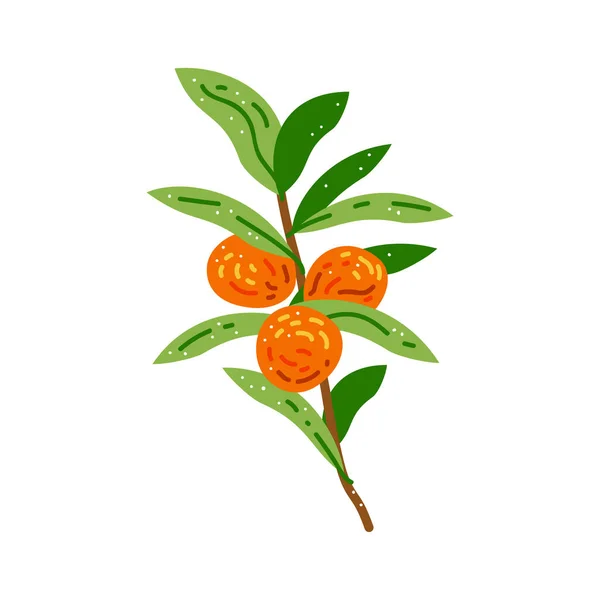 Rama Plana Con Naranja Fruta Ilustración Vectorial Mandarina Aislada Sobre — Vector de stock